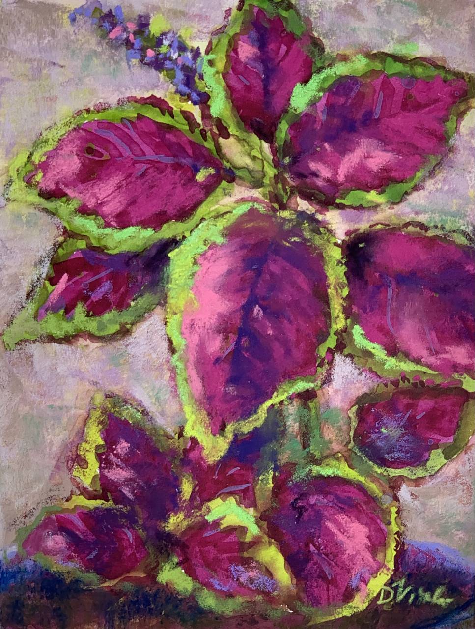 Coleus