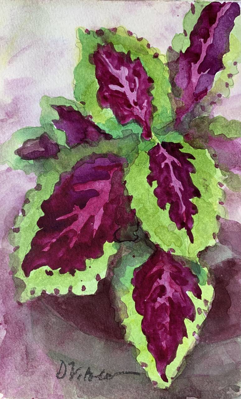 Coleus II