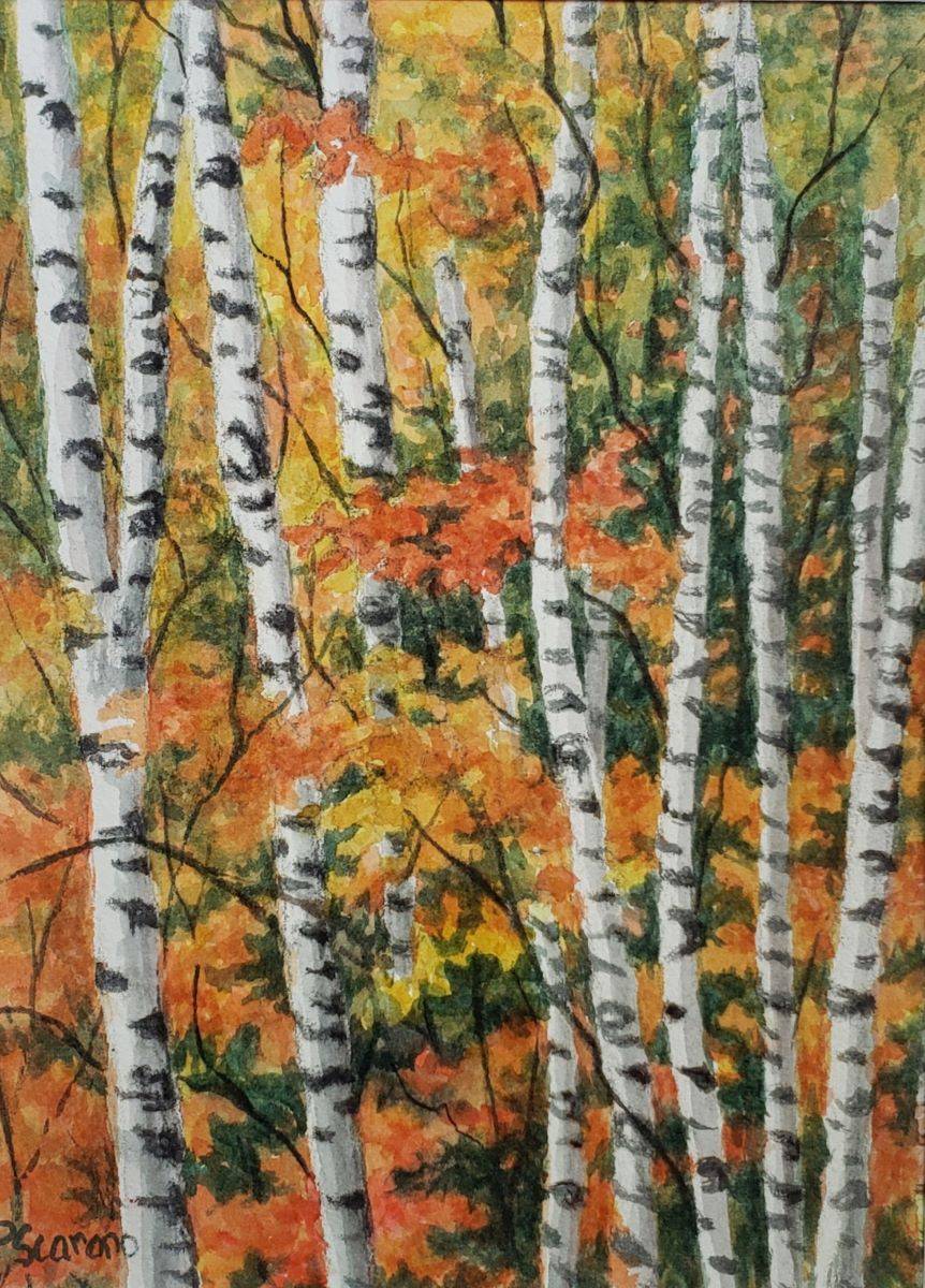 Birch Beauties