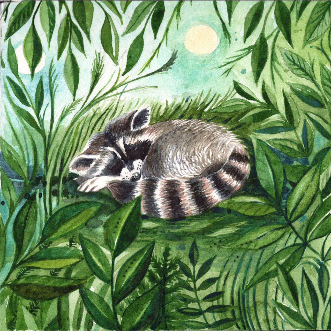 Raccoon: Hidden Calm