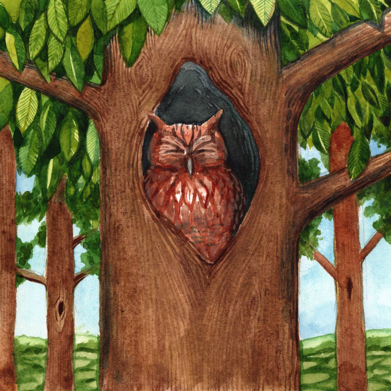 Owl: Hidden in Plain View