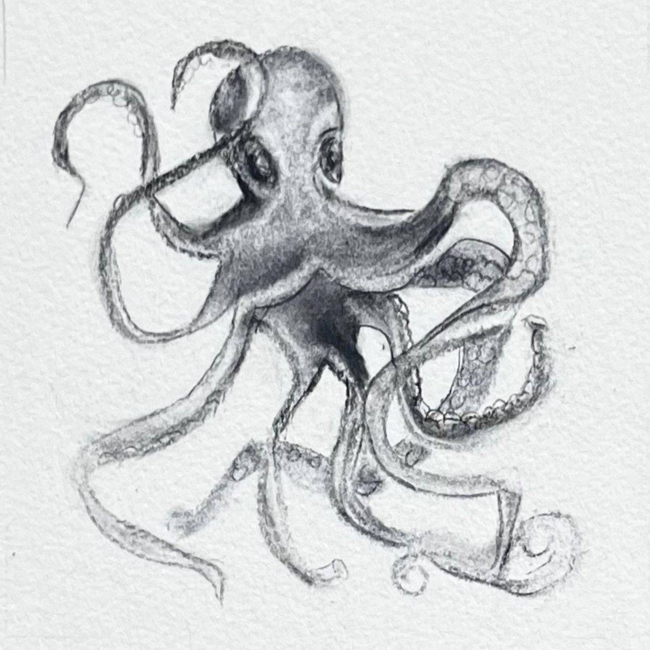 Octopus