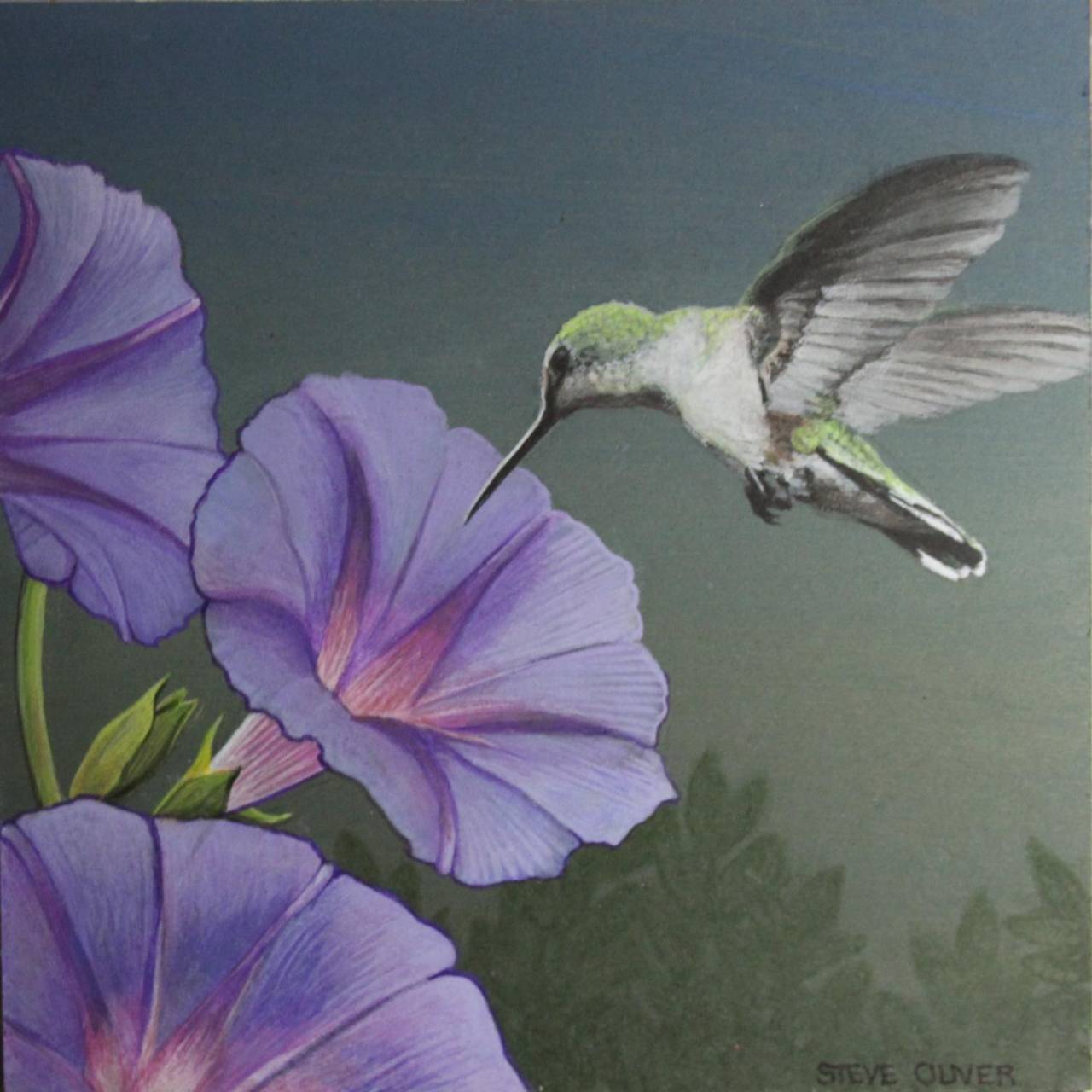 Morning Glory - Hummingbird