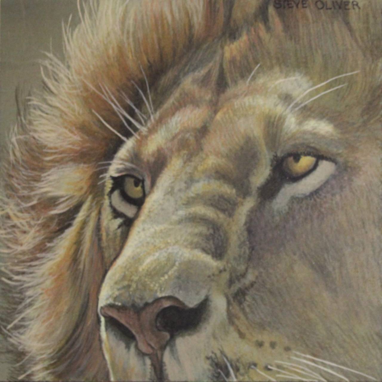 African Lion