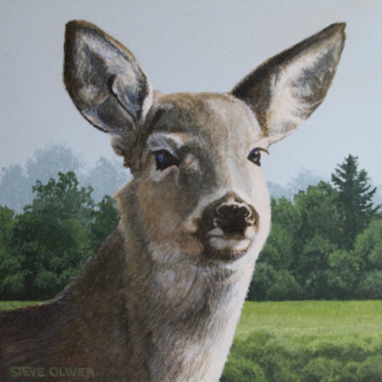 Whitetail Yearling